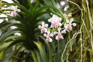 fotografia, material, livra, ajardine, imagine, proveja fotografia,Uma orqudea rosa, Uma orqudea, , , Eu sou luxuoso