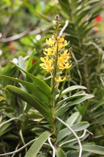 foto,tela,gratis,paisaje,fotografa,idea,Una orqudea amarilla, Una orqudea, , , Soy lujoso