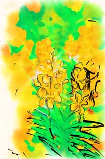 illustration,material,free,landscape,picture,painting,color pencil,crayon,drawing,A yellow orchid, An orchid, , , I am luxurious