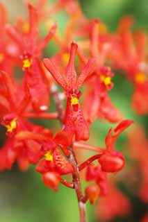 photo, la matire, libre, amnage, dcrivez, photo de la rserve,Une orchide rouge, Une orchide, , , Je suis luxueux