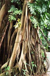 fotografia, materiale, libero il panorama, dipinga, fotografia di scorta,Patience, Patience, La zona tropicale, pianta tropicale, Foresta tropicale