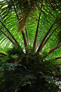 photo,material,free,landscape,picture,stock photo,Creative Commons,Cycad and a fern, fern, The tropical zone, tropical plant, Tropical forest