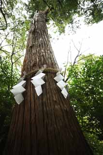 photo, la matire, libre, amnage, dcrivez, photo de la rserve,Ishigami se spcialisent temple arbre sacr, La chronique japonaise de Japon, description d'histoire folklorique, appendice en papier, L'aboiement