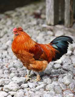 photo,material,free,landscape,picture,stock photo,Creative Commons,Ishigami major shrine cock, The Japanese Chronicle of Japan, The pavement, crest, feather