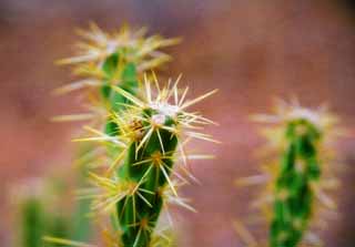 Foto, materieel, vrij, landschap, schilderstuk, bevoorraden foto,Cactus, Cactus, , , 