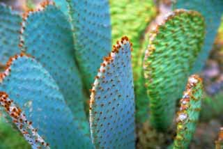 foto,tela,gratis,paisaje,fotografa,idea,Los cactus, Cactus, , , 