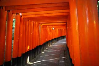 fotografia, material, livra, ajardine, imagine, proveja fotografia,1,000 Fushimi-Inari Taisha toriis de Santurio, A visita de Ano novo para um santurio de Xintosmo, torii, Inari, raposa