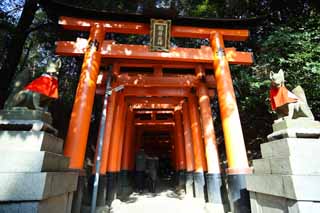 fotografia, material, livra, ajardine, imagine, proveja fotografia,Fushimi-Inari Taisha torii de Santurio, A visita de Ano novo para um santurio de Xintosmo, torii, Inari, raposa