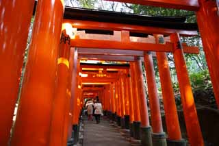 Foto, materieel, vrij, landschap, schilderstuk, bevoorraden foto,Fushimi-inari Taisha Shrine torii, Nieuw bezoek van Jaar naar een Shinto heiligdom, Torii, Inari, Vos