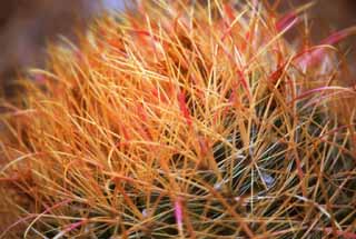 photo,material,free,landscape,picture,stock photo,Creative Commons,Prickles, cactus, , , 