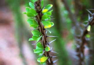 photo,material,free,landscape,picture,stock photo,Creative Commons,Prickles and breath of life, thorn, , , 