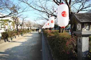 photo,material,free,landscape,picture,stock photo,Creative Commons,Hachiman-gu Shrine approach to a shrine, roadside tree, stone lantern, An approach to a shrine, lantern