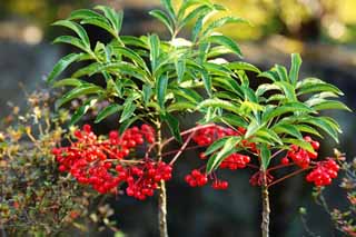 Foto, materiell, befreit, Landschaft, Bild, hat Foto auf Lager,Ein spearflower, , rote Frucht, In Winter, Maskottchen