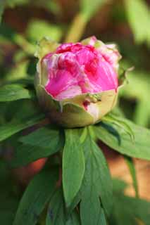 photo,material,free,landscape,picture,stock photo,Creative Commons,A peony, peony, button, winter peony, Chinese medicine