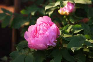 fotografia, materiale, libero il panorama, dipinga, fotografia di scorta,Una peonia, peonia, bottone, peonia di inverno, Medicina cinese