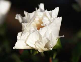 photo,material,free,landscape,picture,stock photo,Creative Commons,A peony, peony, button, winter peony, Chinese medicine