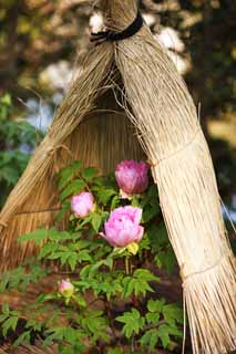 photo,material,free,landscape,picture,stock photo,Creative Commons,A peony, peony, button, winter peony, Chinese medicine