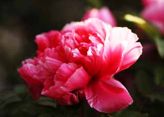 photo, la matire, libre, amnage, dcrivez, photo de la rserve,Une pivoine, pivoine, bouton, pivoine hivernale, Mdecine chinoise