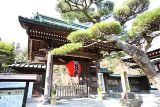 photo,material,free,landscape,picture,stock photo,Creative Commons,The Hase-dera Temple gate, lantern, pine, Buddhism, Chaitya