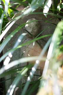 Foto, materiell, befreit, Landschaft, Bild, hat Foto auf Lager,Hase-dera-Tempel Ishibotoke, steinigen Sie Statue, Grass, Buddhismus, Chaitya