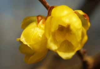 photo,material,free,landscape,picture,stock photo,Creative Commons,Japanese allspice, Confusion, Japanese allspice, Yellow, In spring