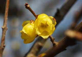 photo, la matire, libre, amnage, dcrivez, photo de la rserve,Toute-pice japonaise, Confusion, Toute-pice japonaise, Jaune, Dans le printemps