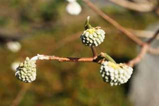 Foto, materieel, vrij, landschap, schilderstuk, bevoorraden foto,Een papierene bush, Knop, Japanpapier, , In het voorjaar