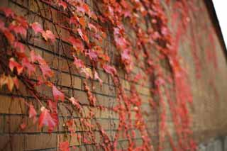 photo,material,free,landscape,picture,stock photo,Creative Commons,A wall of the ivy, Ivy, Colored leaves, brick, 