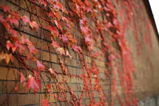 photo, la matire, libre, amnage, dcrivez, photo de la rserve,Un mur du lierre, Lierre, Feuilles colores, brique, 