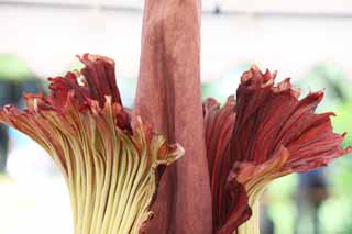 photo,material,free,landscape,picture,stock photo,Creative Commons,World's greatest flower Amorphophallus titanum, Putrid smell, huge flower, Konnyaku, 