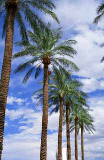 photo,material,free,landscape,picture,stock photo,Creative Commons,Palm boulevard trees, blue sky, palm, , 