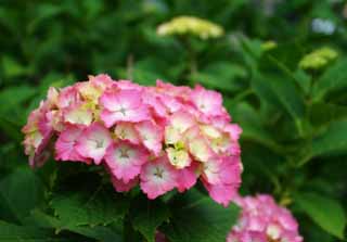 Foto, materieel, vrij, landschap, schilderstuk, bevoorraden foto,Timide hydrangea, Hydrangea, , , 