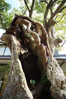 fotografia, materiale, libero il panorama, dipinga, fotografia di scorta,L'albero della tabulazione, cavo, seno, L'abbaio, grande albero