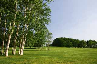 fotografia, materiale, libero il panorama, dipinga, fotografia di scorta,Piazza 2 erbosa, Hitsujigaoka, albero, frusta, cielo blu