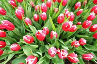 photo, la matire, libre, amnage, dcrivez, photo de la rserve,Une tulipe rouge-et-blanche, tulipe, ptale, Je suis joli, Je suis beau