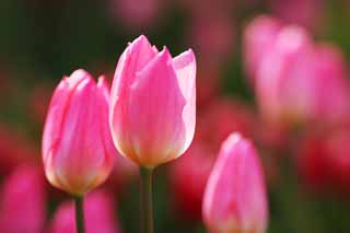 Foto, materieel, vrij, landschap, schilderstuk, bevoorraden foto,Een tulp, Tulp, Kroonblad, Ik ben knap, Ik ben prachtig