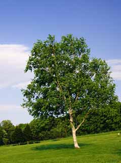 Foto, materiell, befreit, Landschaft, Bild, hat Foto auf Lager,Weier Birkenbaum, Hitsujigaoka, Baum, Birke, blauer Himmel