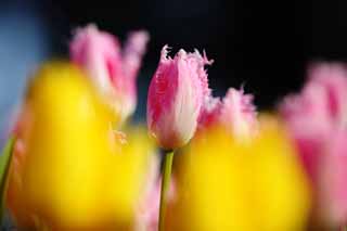 Foto, materieel, vrij, landschap, schilderstuk, bevoorraden foto,Een tulp, Tulp, Kroonblad, Ik ben knap, Ik ben prachtig