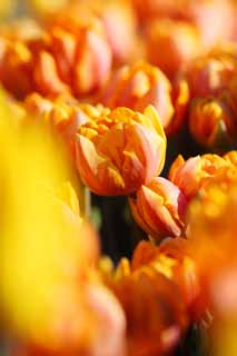 fotografia, materiale, libero il panorama, dipinga, fotografia di scorta,Un tulipano, tulipano, petalo, Io sono bello, 