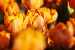 fotografia, material, livra, ajardine, imagine, proveja fotografia,Uma tulipa, tulipa, ptala, Eu estou bonito, 