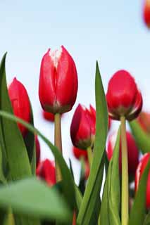 Foto, materieel, vrij, landschap, schilderstuk, bevoorraden foto,Een tulp, Tulp, Kroonblad, Ik ben knap, Ik ben prachtig