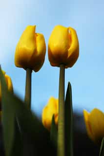 Foto, materieel, vrij, landschap, schilderstuk, bevoorraden foto,Een tulp, Tulp, Kroonblad, Ik ben knap, Ik ben prachtig