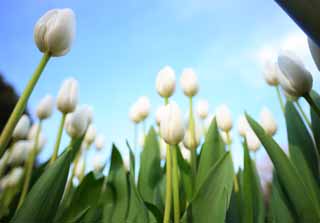 fotografia, material, livra, ajardine, imagine, proveja fotografia,Uma tulipa, tulipa, ptala, Eu estou bonito, 