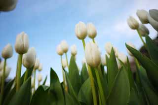 Foto, materieel, vrij, landschap, schilderstuk, bevoorraden foto,Een tulp, Tulp, Kroonblad, Ik ben knap, Ik ben prachtig