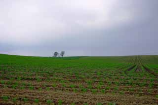 fotografia, materiale, libero il panorama, dipinga, fotografia di scorta,Svegliando della terra, Biei, albero, campo, mattina