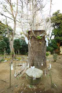 Foto, materiell, befreit, Landschaft, Bild, hat Foto auf Lager,Eshima Shrine Okutsu-Schrein, Verhtung von Bsem, Schale einer Schildkrtenhaube, , groer maidenhair-Baum