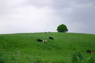 fotografia, materiale, libero il panorama, dipinga, fotografia di scorta,Svegliando di vacche, Biei, fiore, nube, albero