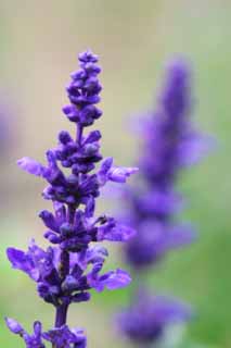 photo,material,free,landscape,picture,stock photo,Creative Commons,Aligned flowers, Furano, flower, blue salvia, 