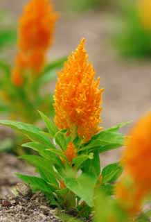 foto,tela,gratis,paisaje,fotografa,idea,Celosia plumosa, Furano, Flor, Cresta, 