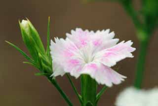 fotografia, materiale, libero il panorama, dipinga, fotografia di scorta,Gillyflower, Furano, fiore, gillyflower, 